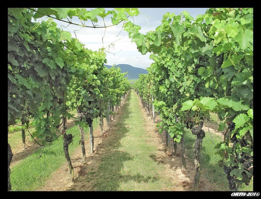 Gaestehaus Weingut Glas Neustadt an der Weinstraße 外观 照片