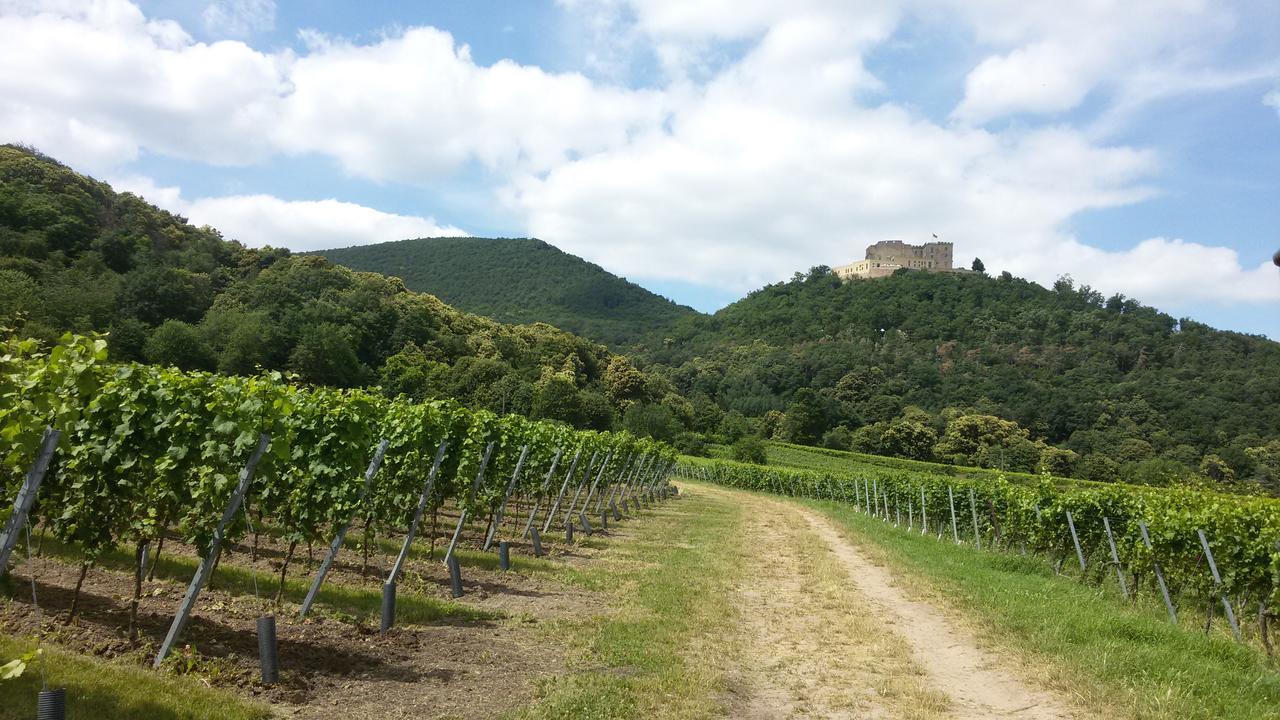 Gaestehaus Weingut Glas Neustadt an der Weinstraße 外观 照片